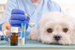 Veterinary Drug Safety and Common Errors